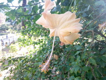 Close-up of fresh flower blooming in nature