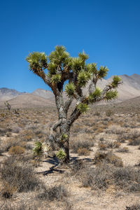 Joshua trees 'yucca brevifolia', a plant species of the yucca genus in the california desert