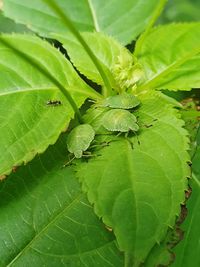 High angle view of insect on leaves