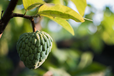 Close-up of fruit on tree