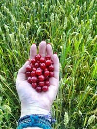 Low angle view of berries on plants