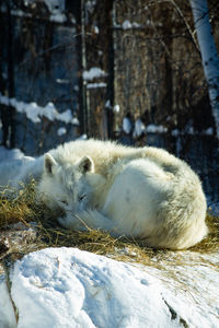 animal
