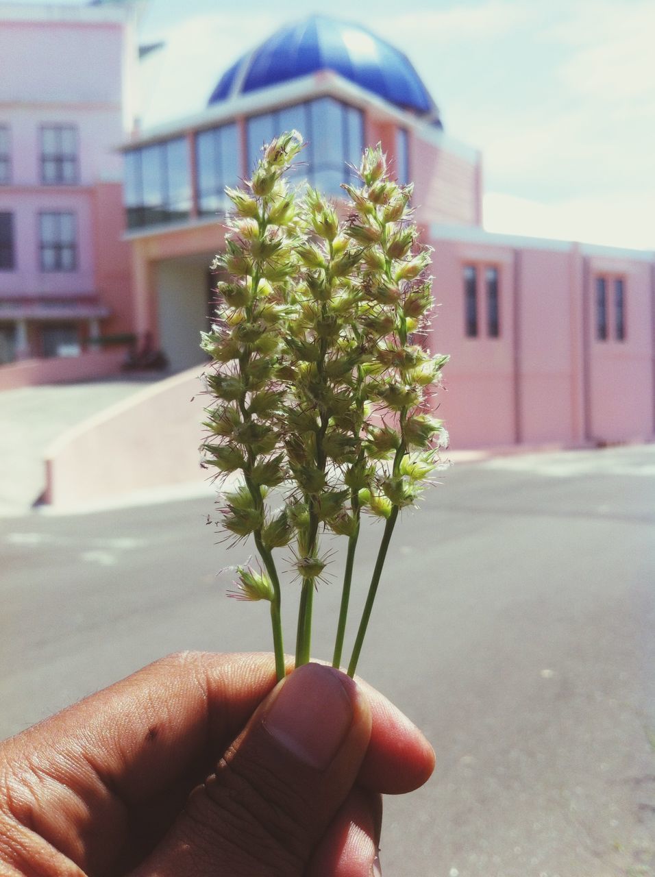 human hand, focus on foreground, one person, human body part, outdoors, holding, flower, real people, plant, close-up, building exterior, day, nature, growth, architecture, fragility, sky, freshness, people