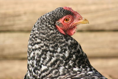 Close-up of chicken