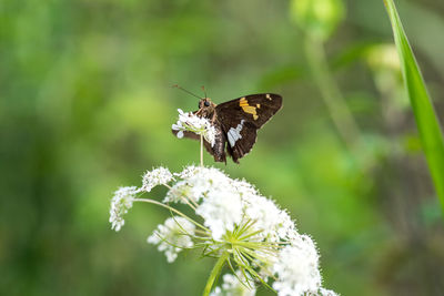 Close-up of butterfly pollinating on flower