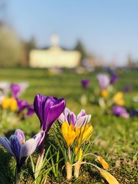 Close-up of purple crocus flowers on field