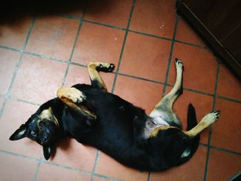 High angle view of black dog on tiled floor