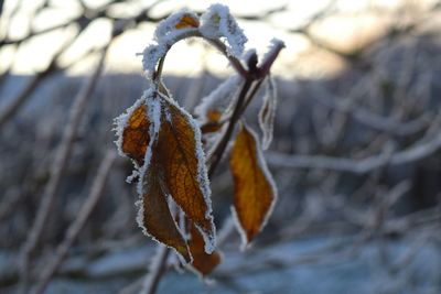 Close-up of snow on tree