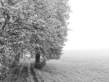 View of trees against clear sky