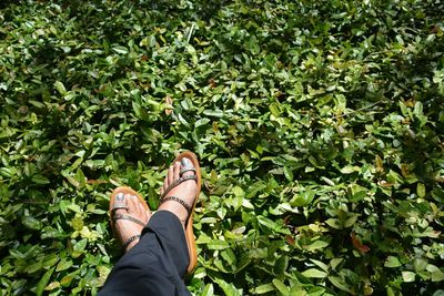 Low section of woman above plants on field