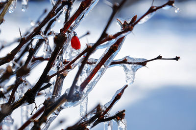 Low angle view of frozen tree against sky