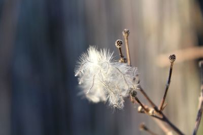 Close-up of wilted dandelion