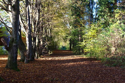 Footpath passing through forest