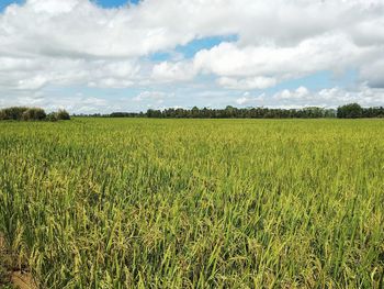 Scenic view of agricultural field against sky