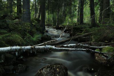 Stream flowing amidst trees in forest