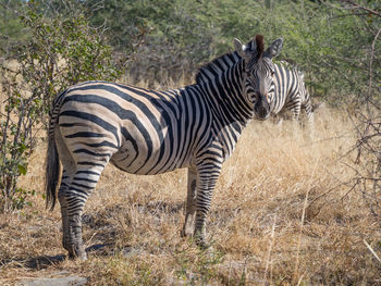 Zebra standing in dry grass at moremi game reserve, botswana, africa