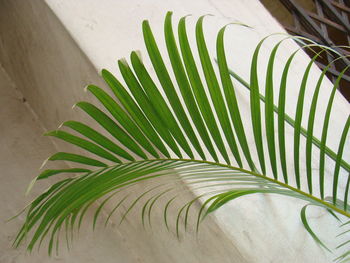 High angle view of palm leaves