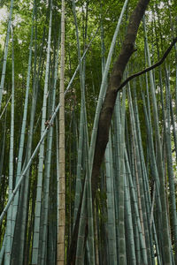 Low angle view of bamboo trees in forest