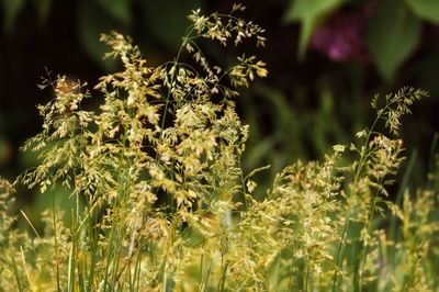 Close-up of flowering plants on field