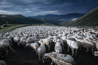 Flock of sheep on mountain range