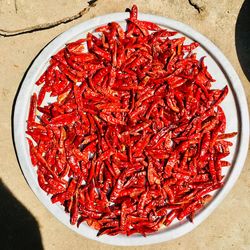 High angle view of red chili peppers on a silver tablet drying in the sunlight 