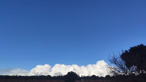 Low angle view of trees against blue sky