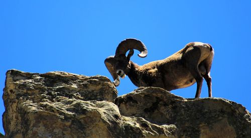 Low angle view of animal on rock against clear blue sky