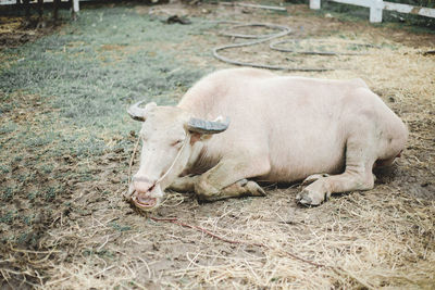 Cow relaxing on field