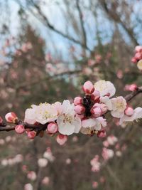 Close-up of pink cherry blossom