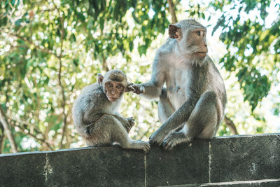 Monkey sitting on retaining wall