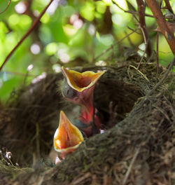 View of bird in nest