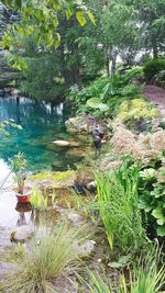 Plants growing on tree