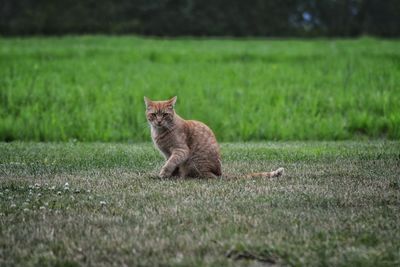 Cat looking away on field