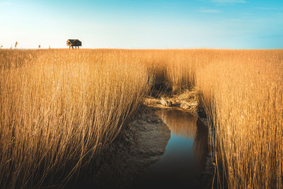 Scenic view of agricultural field