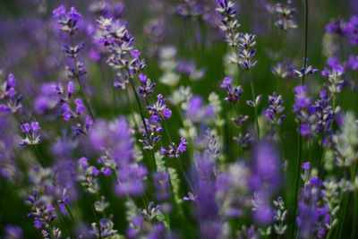 Close-up of purple flowering plants on field