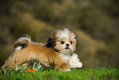 Shih tzu running on grass