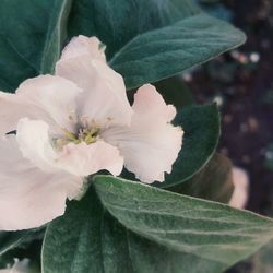 Close-up of white flower