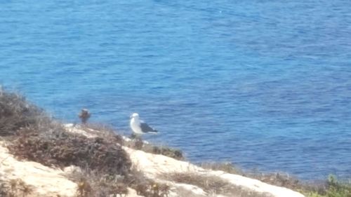 Seagull perching on a beach