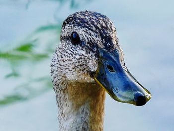 Close-up of bird