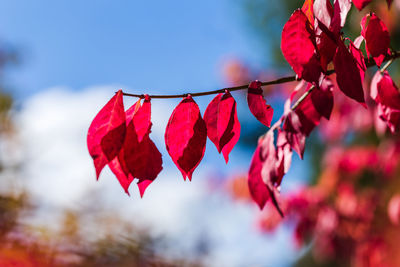 Low angle view of bougainvillea hanging on tree against sky