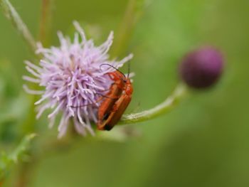 Close-up of bee on flower