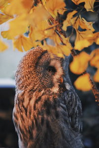 Close-up of owl