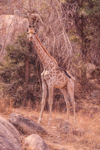 Giraffe in field 