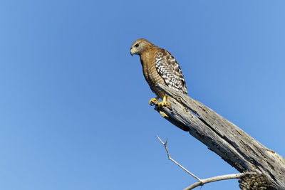 Low angle view of eagle perching on a tree