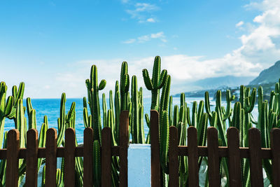 Wooden posts in sea against sky