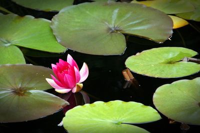 High angle view of lotus water lily in pond