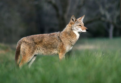 Fox standing on field