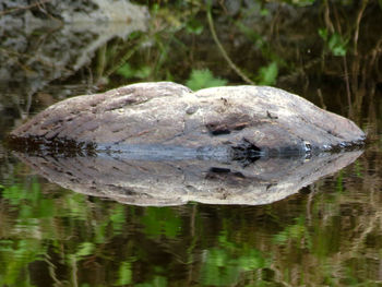 Close-up of a turtle in the water