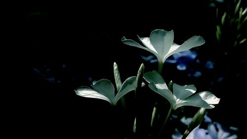 Close-up of flowers