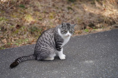 Portrait of cat sitting on road